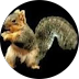 That Squirrel That Squirrel